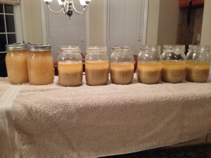 Here's the six jars I will dump and the two jars of washed yeast I will chill.